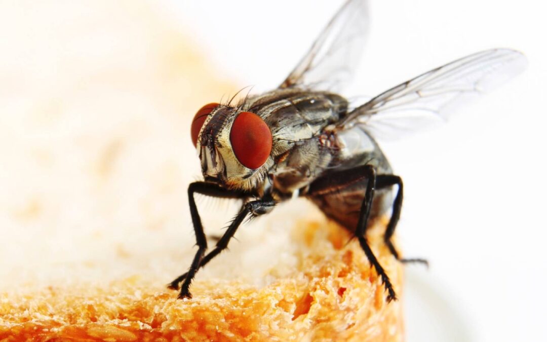 How to control houseflies effectively by using an Integrated Pest Management (IPM) program?