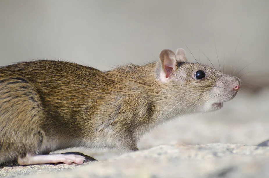 The health risks of rodent infestations at homes
