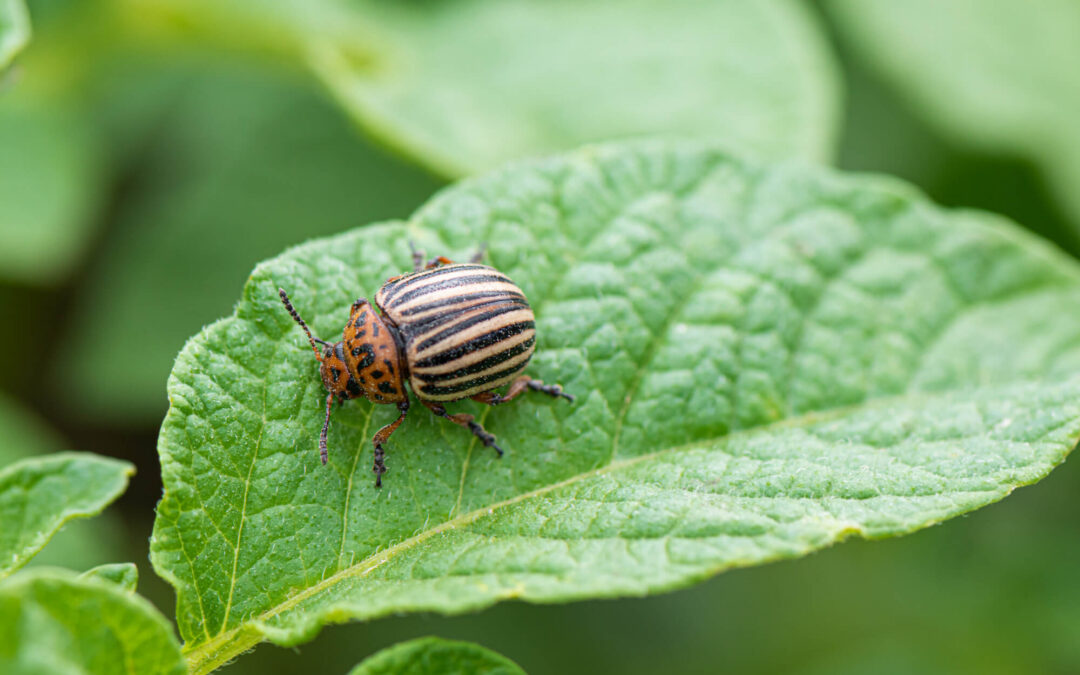Your Natural Allies: Warriors Against Aphids, Whiteflies, Thrips, and Jassids!