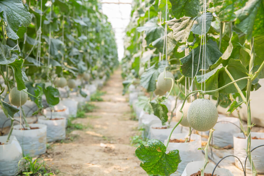 Maximizing Crop Protection with Gumtree Traps